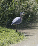 Great Blue Heron 5662